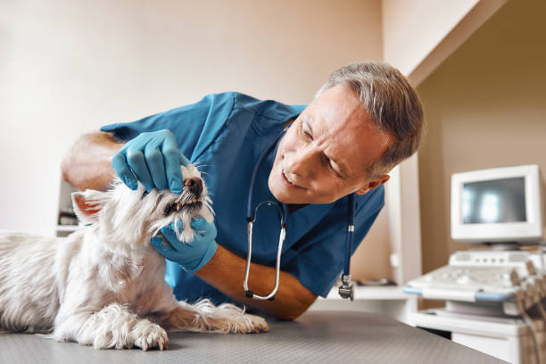 Best Emergency Wisdom Teeth Removal in Yorkville, WI